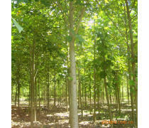 軒都苗木基地直銷優質馬褂木（鵝掌楸）樹苗，量大優惠，綠化優選